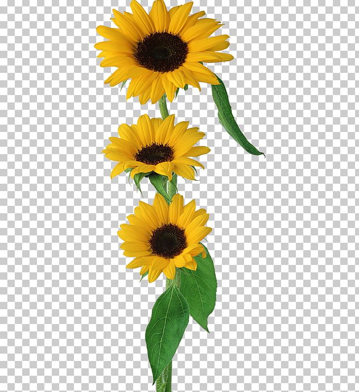 Common Sunflower Brush PNG, Clipart, Color, Daisy Family, Decorative, Decoupage, Fashion Free PNG Download