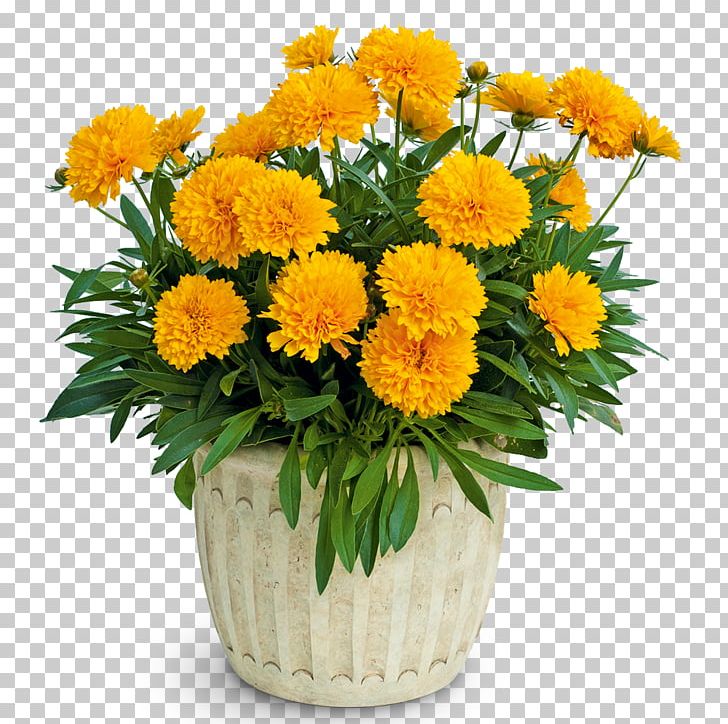 Large-flowered Tickseed Perennial Plant Plains Coreopsis Sphere PNG, Clipart, Annual Plant, Blossom, Calendula, Chrysanths, Cut Flowers Free PNG Download