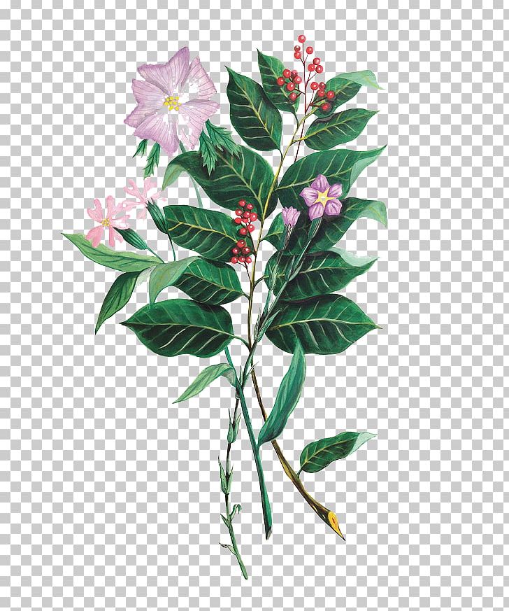 Plant Adobe Illustrator PNG, Clipart, Acetone, Branch, Designer, Download, Encapsulated Postscript Free PNG Download