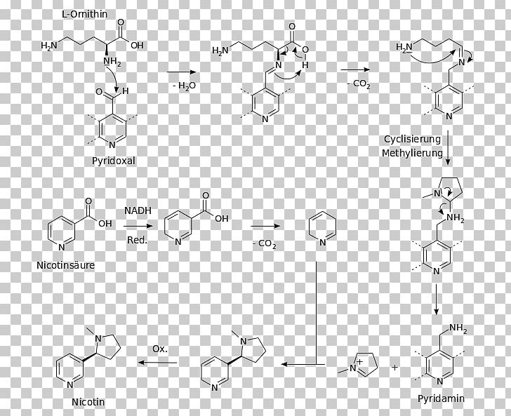 Biosynthesis Nicotine Chemical Synthesis Chemistry Nicotiana Tabacum PNG, Clipart, Alkaloid, Angle, Area, Biosynthesis, Black And White Free PNG Download