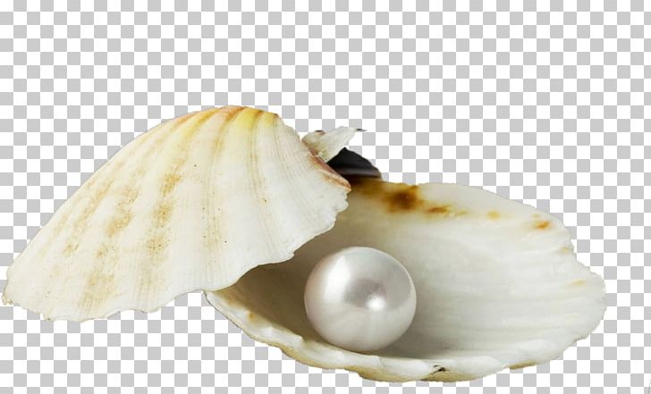 Clam Cockle Mussel Oyster Seashell PNG, Clipart, Animals, Clam, Clams Oysters Mussels And Scallops, Cockle, Conchology Free PNG Download