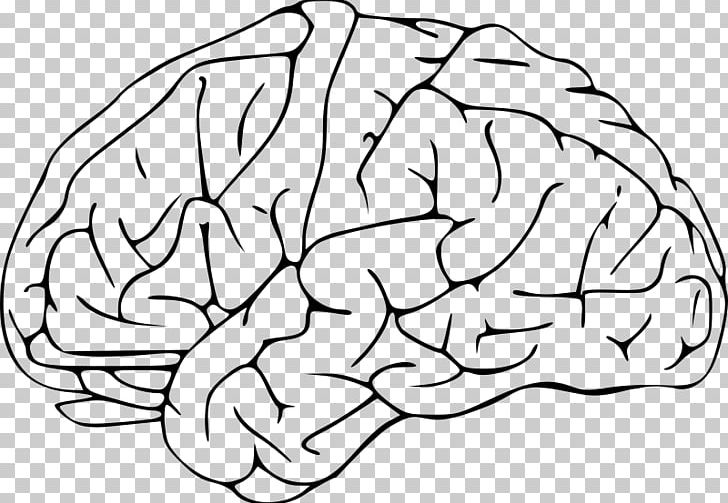 Human Brain Drawing PNG, Clipart, Area, Black And White, Brain, Brainstem, Cerebellum Free PNG Download