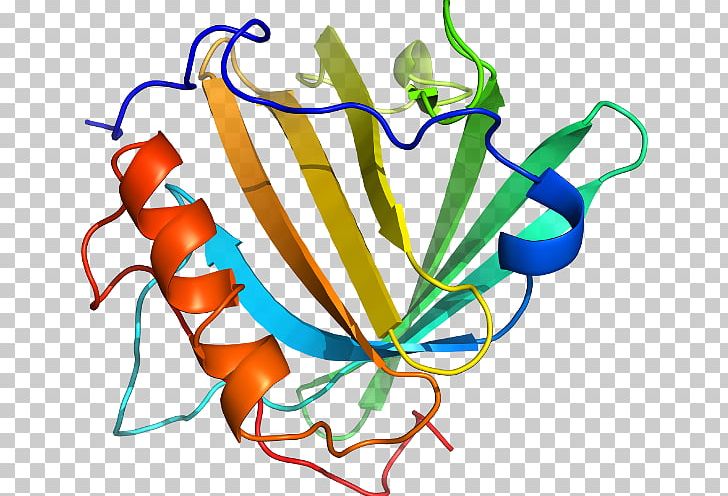 Line Organism PNG, Clipart, Art, Artwork, Line, Methylmalonylcoa Mutase, Organism Free PNG Download