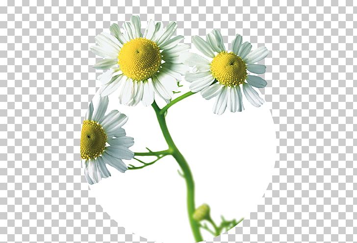 Iberogast German Chamomile Herb Digestion Medicinal Plants PNG, Clipart, Aster, Chamaemelum Nobile, Chamomile, Chrysanths, Cut Flowers Free PNG Download