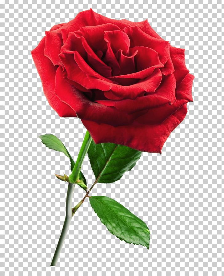 Rose Flower Red PNG, Clipart, Black Rose, Blue Rose, Burgundy, China Rose, Color Free PNG Download