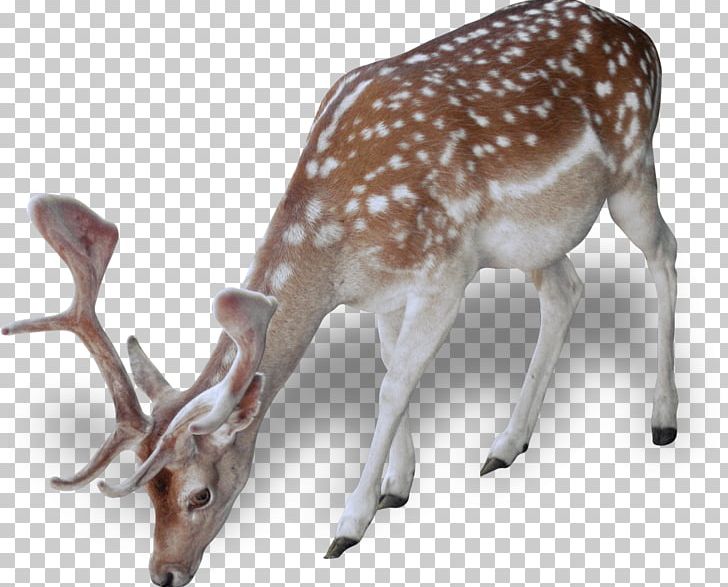 Reindeer Red Deer Dog Animal PNG, Clipart, Animal, Animals, Antler, Christmas, Christmas Ornament Free PNG Download
