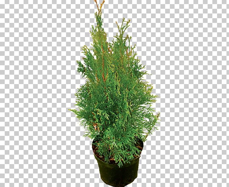 Spruce Juniperus Chinensis English Yew Evergreen Shrub PNG, Clipart, Conifer, Conifers, Cypress Family, English Yew, Evergreen Free PNG Download
