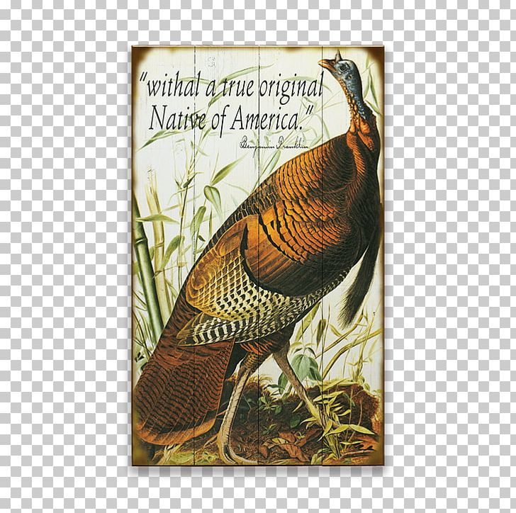 The Birds Of America Turkey Galliformes National Audubon Society PNG, Clipart, Animals, Art, Beak, Bird, Birds Of America Free PNG Download