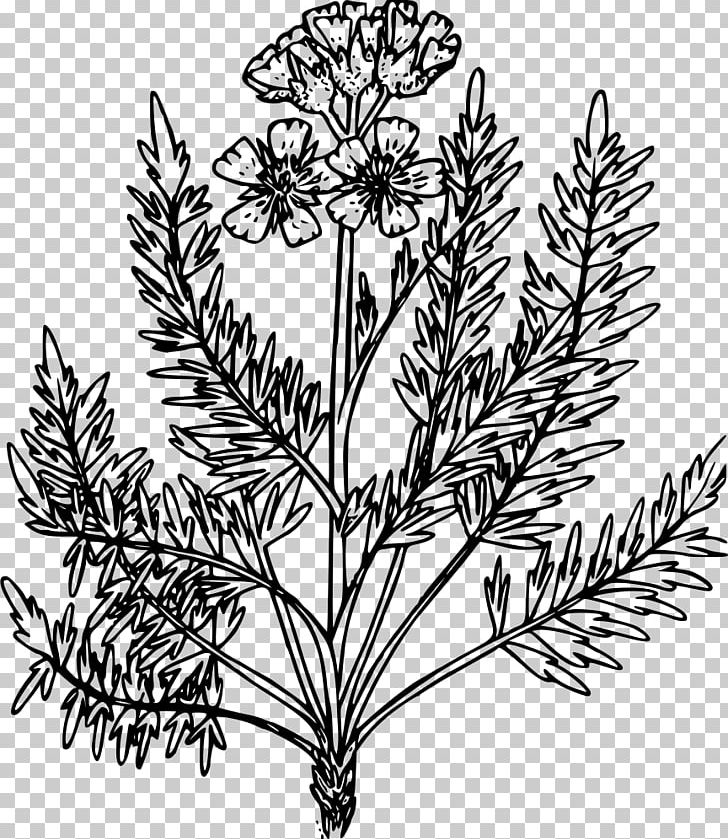 Weed Leaf Coloring Book PNG, Clipart, Branch, Bulb, Coloring Pages, Colour, Commodity Free PNG Download