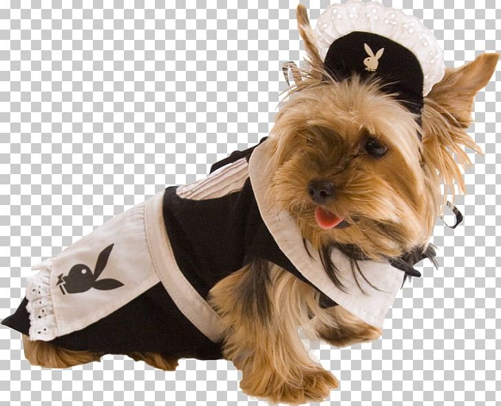 Yorkshire Terrier Clothing Tierbekleidung Costume PNG, Clipart, Animals, Carnivoran, Clothing, Companion Dog, Costume Free PNG Download