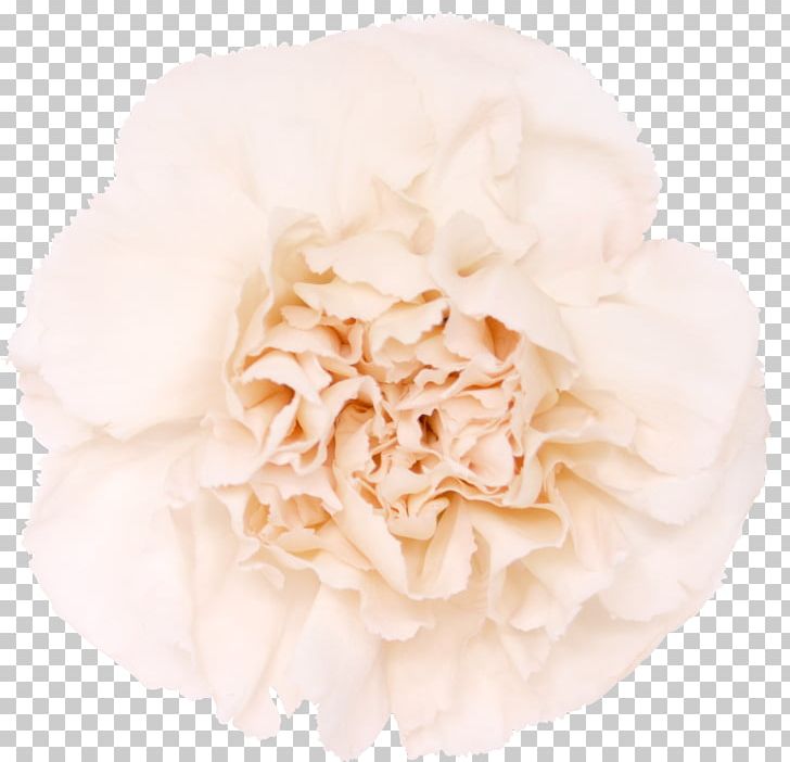 Carnation Cut Flowers Garden Roses Pink PNG, Clipart, Blue, Carnation, Caryophyllaceae, Centifolia Roses, Color Free PNG Download