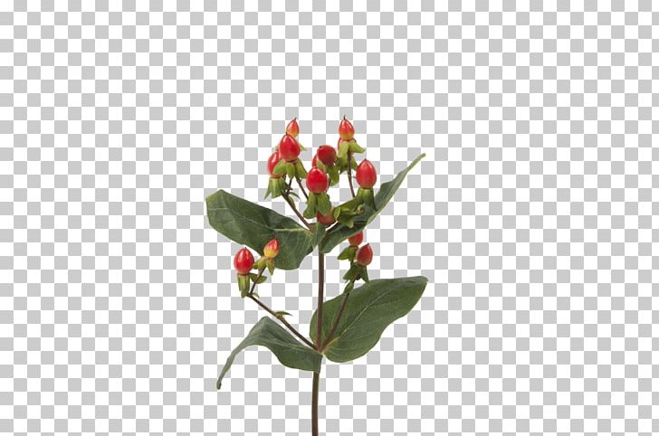 Cut Flowers Bud Hypericum Plant Stem PNG, Clipart, Bud, Cut Flowers, Flora, Flower, Flowering Plant Free PNG Download