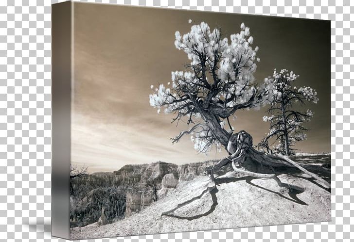 Fine Art Photograph Work Of Art Sculpture PNG, Clipart, Art, Artist, Black And White, Branch, Bryce Canyon National Park Free PNG Download