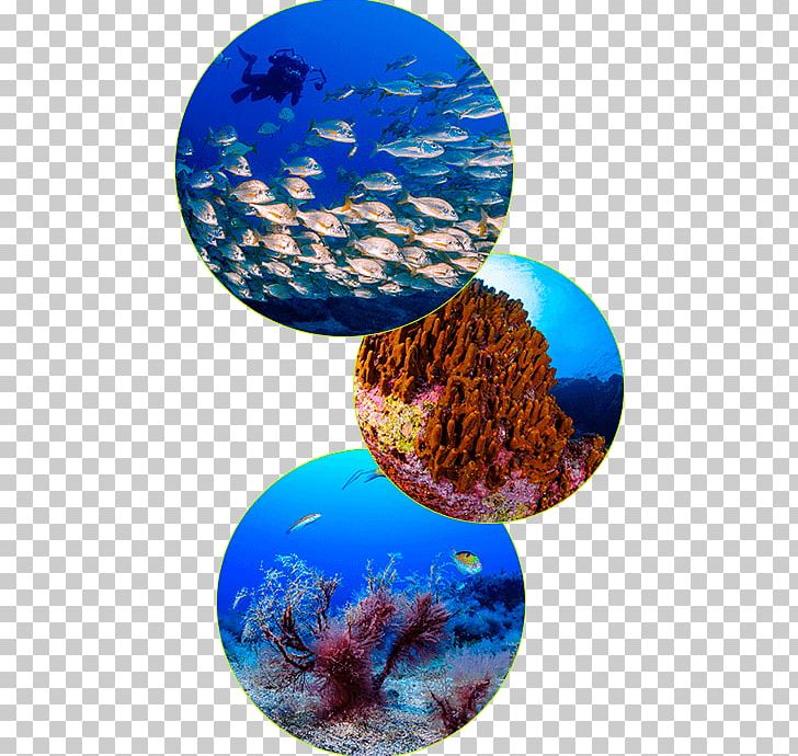Graciosa Underwater Diving Island Marine Biology La Palma PNG, Clipart, Biodiversity, Canary Islands, Coral, Coral Reef, Island Free PNG Download