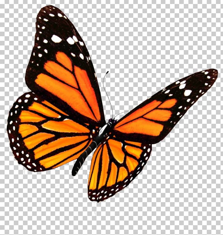 Monarch Butterfly Insect Portable Network Graphics PNG, Clipart, Arthropod, Brush Footed Butterfly, Butterflies And Moths, Butterfly, Farfalla Free PNG Download
