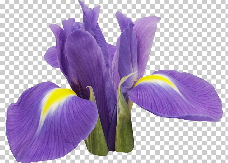 Orris Root Irises Flower PNG, Clipart, Author, Barre, Cicekler, Fleur, Flower Free PNG Download
