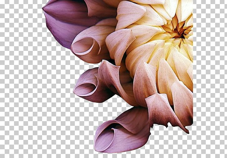 Photography Flower Photographer Art PNG, Clipart, Artist, Bud, Chrysanthemum, Chrysanthemum Chrysanthemum, Chrysanthemum Flowers Free PNG Download
