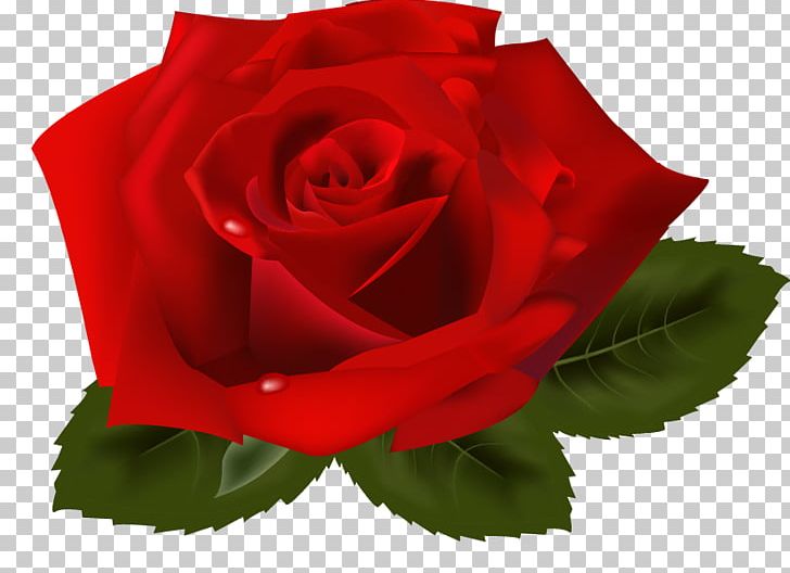 Rose PNG, Clipart, China Rose, Cut Flowers, Encapsulated Postscript, Floribunda, Flower Free PNG Download