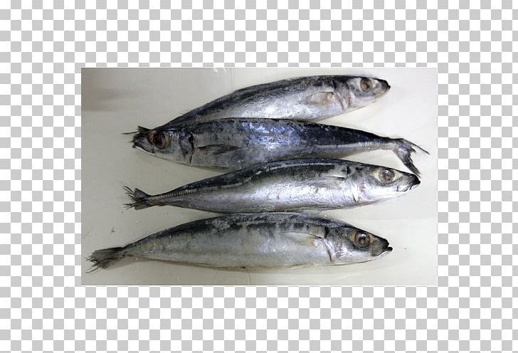 Sardine Pacific Saury Fish Products Mackerel PNG, Clipart, Anchovies As Food, Anchovy, Anchovy Food, Animals, Animal Source Foods Free PNG Download