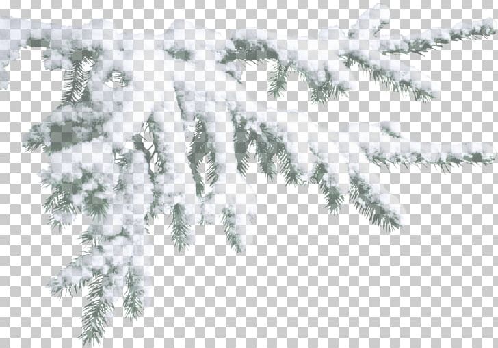 Snow Blog PNG, Clipart, Blog, Branch, Conifer, December, Evergreen Free PNG Download