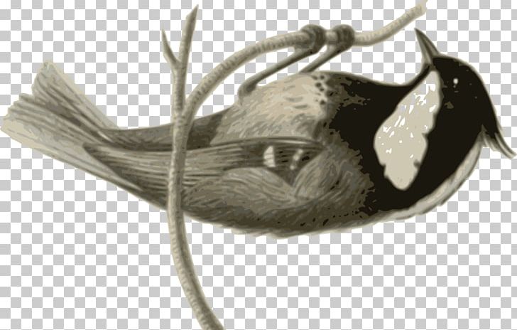 Bird Grey White Animal PNG, Clipart, Animal, Animals, Beak, Bird, Black Free PNG Download
