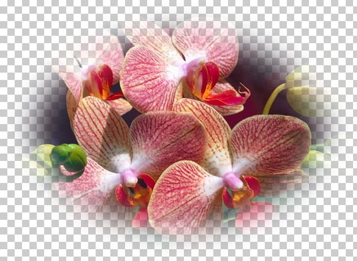 Moth Orchids Flower Plant Cornerstone Bible Church Of Fremont PNG, Clipart, Animaatio, Blossom, Desktop Wallpaper, Floriculture, Flower Free PNG Download