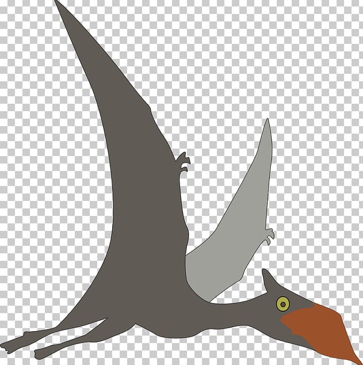 Sinopterus Dinosaur Pterosaurs PNG, Clipart, Beak, Bird, Computer Icons, Dinosaur, Dinosaurs Free PNG Download