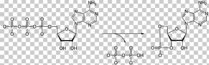 Adenosine Diphosphate Adenosine Triphosphate Molecule Ribose Adenosine Monophosphate PNG, Clipart, Adenosine Triphosphate, Angle, Arm, Auto Part, Enzyme Free PNG Download