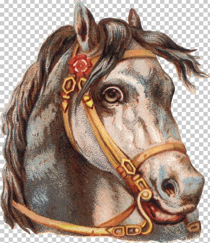 Horse Tack Horse Harnesses PNG, Clipart, Animals, Bit, Bridle, Halter, Head Free PNG Download