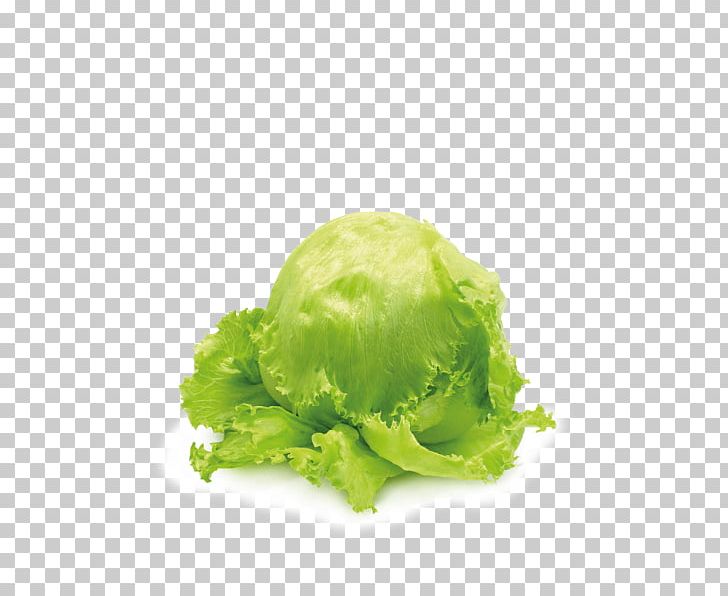 Romaine Lettuce Iceberg Lettuce Salad Vegetable Capitata Group PNG, Clipart, Brassica Oleracea, Cabbage, Capitata Group, Carotene, Food Free PNG Download