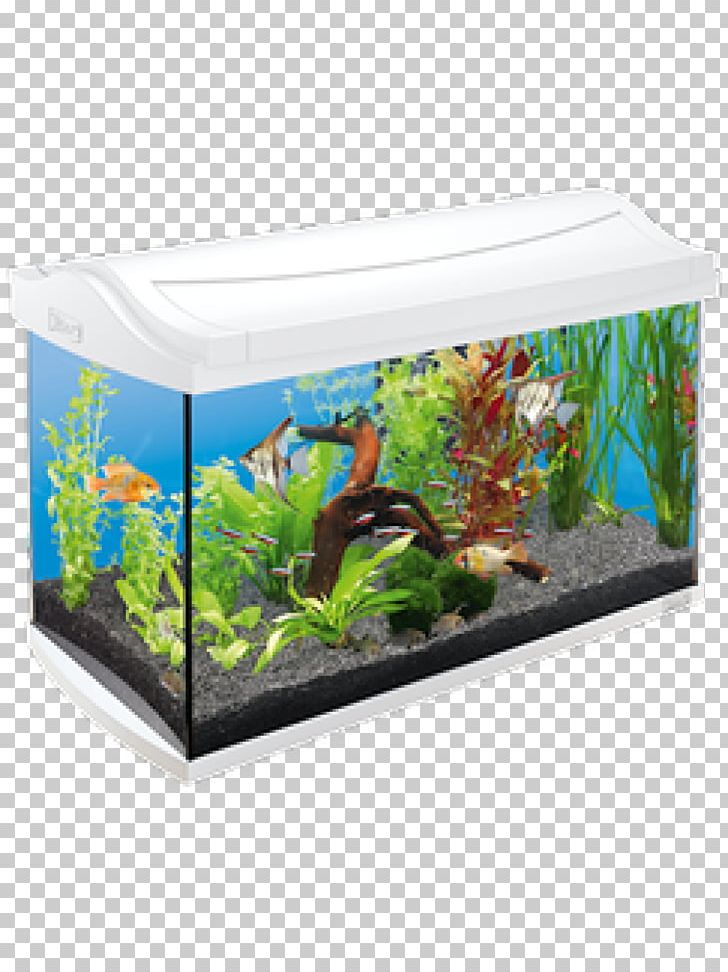 Tropical Aquariums Tetra Pet Reef Aquarium PNG, Clipart, Animals, Aquarium, Aquarium Decor, Aquatic Plants, Fish Free PNG Download