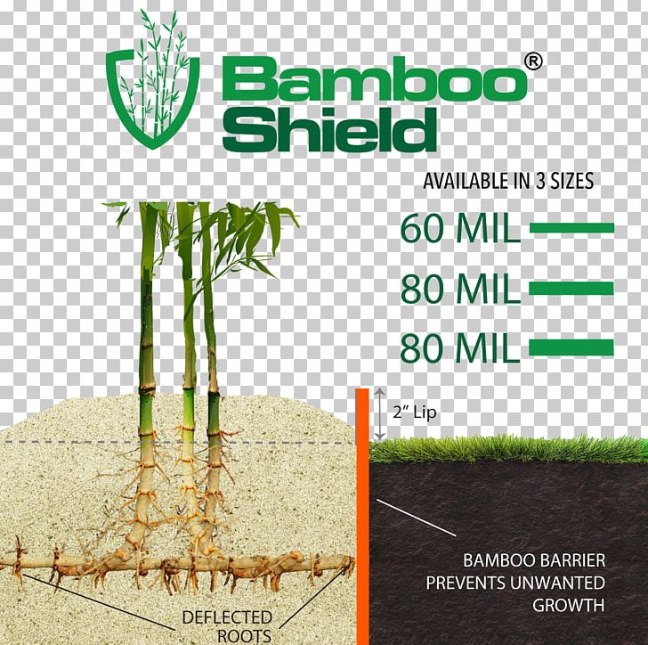 Bisset's Bamboo Grasses Root Barrier Tree PNG, Clipart,  Free PNG Download