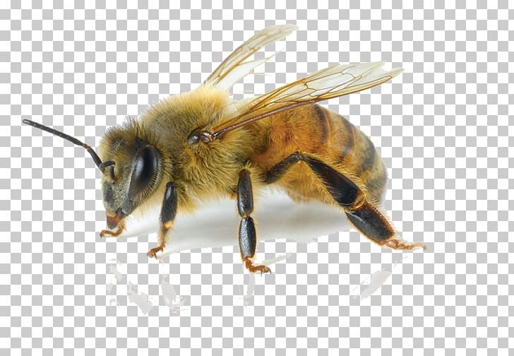 European Dark Bee Carniolan Honey Bee Italian Bee Pest Control PNG, Clipart, Africanized Bee, Arthropod, Bee, Beekeeper, Bee Pollen Free PNG Download