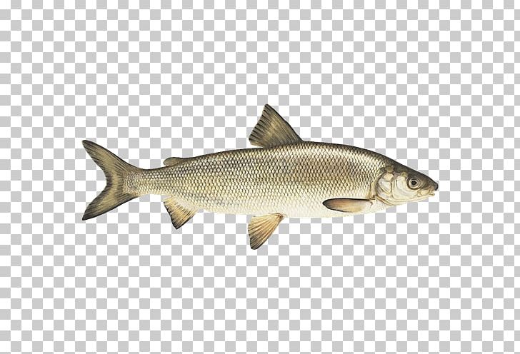 Sardine Common Whitefish Coho Salmon Capelin PNG, Clipart, Animals, Animal Source Foods, Barramundi, Bony Fish, Capelin Free PNG Download