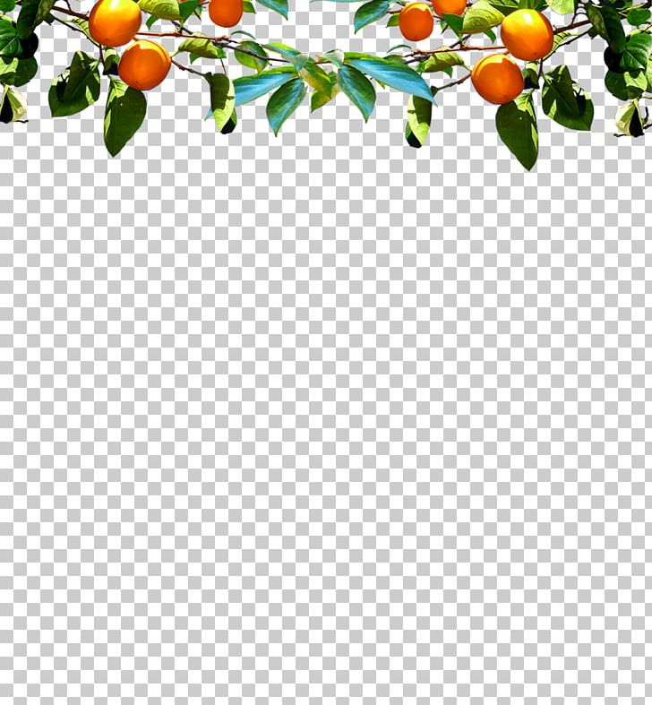 U9047u9f8du6a4b Fruit Auglis Illustration PNG, Clipart, Chestnut, Floral Design, Flower, Food, Fresh Persimmon Free PNG Download