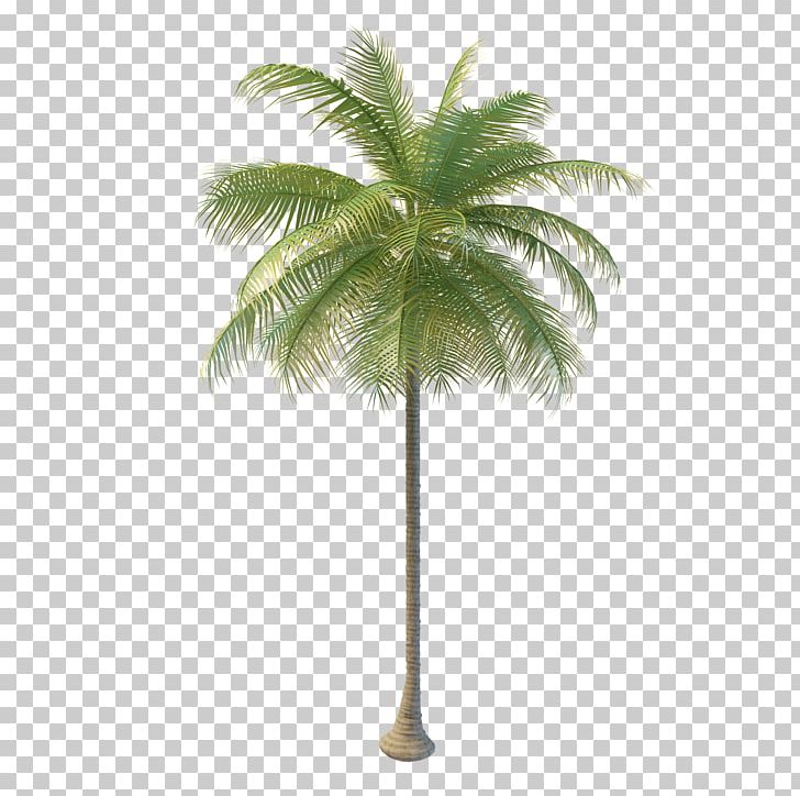 Arecaceae Coconut Water Tree Nata De Coco PNG, Clipart, Arecaceae, Arecales, Asian Palmyra Palm, Borassus Flabellifer, Coconut Free PNG Download