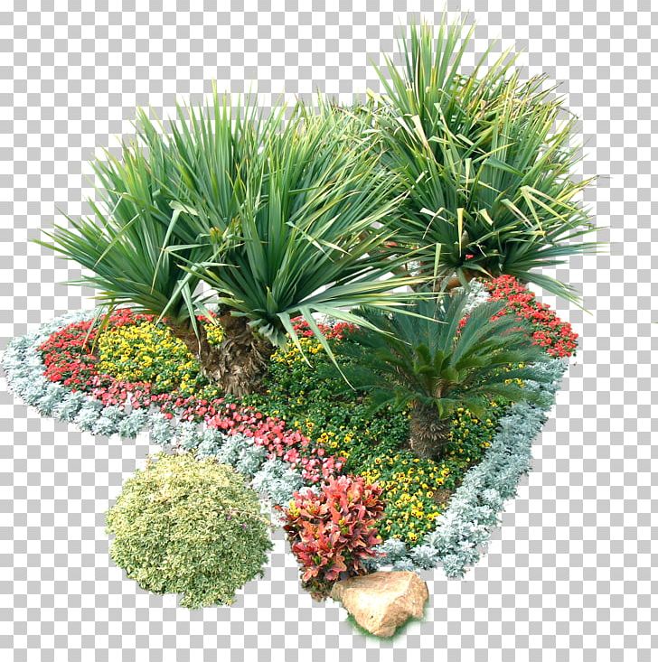 Garden Shrub Plant PNG, Clipart, Cycads, Download, Encapsulated Postscript, Evergreen, Flower Free PNG Download