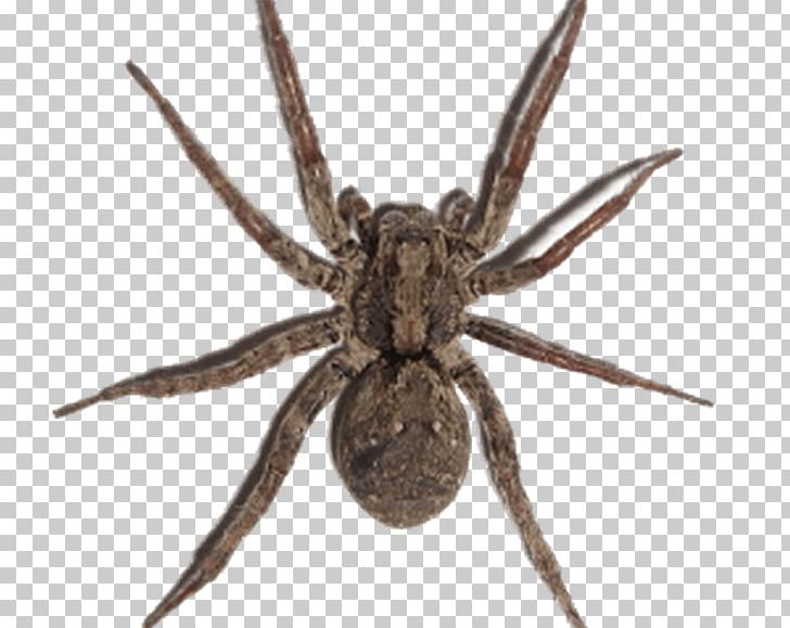 Redback Spider Australian Funnel-web Spider Sydney Funnel-web Spider Tarantula PNG, Clipart, Arachnid, Araneus, Insects, Orb Weaver Spider, Pest Free PNG Download
