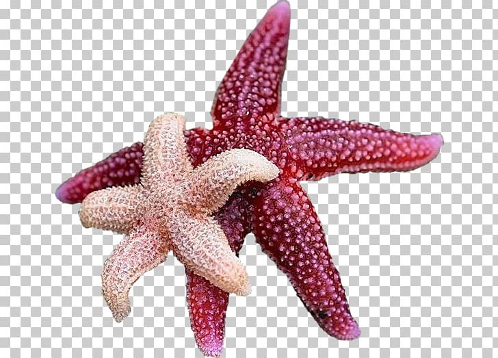 Starfish Echinoderm Sea Urchin Crinoid PNG, Clipart, Animals, Crinoid, Echinoderm, Invertebrate, Marine Invertebrates Free PNG Download