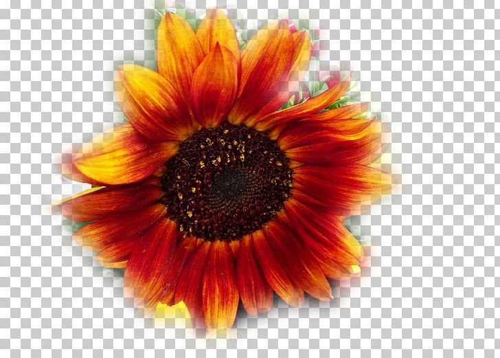 Transvaal Daisy Sunflower M Close-up PNG, Clipart, Closeup, Closeup, Daisy Family, Fleur, Flower Free PNG Download
