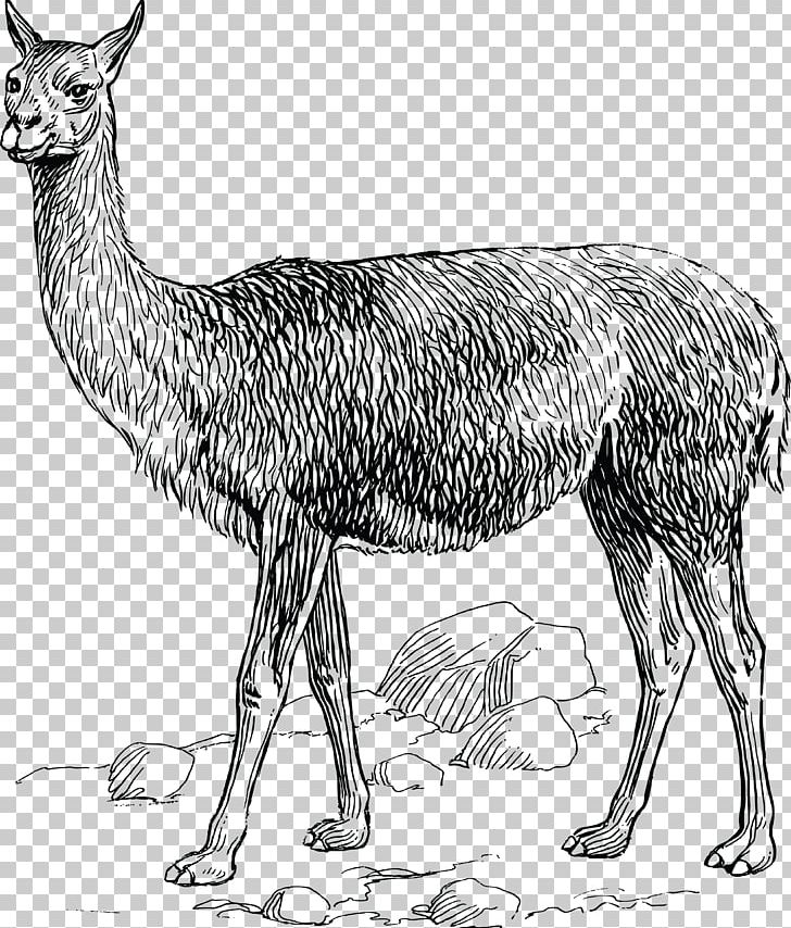 Vicuña Alpaca Llama PNG, Clipart, Alpaca, Antelope, Black And White, Camel Like Mammal, Computer Icons Free PNG Download
