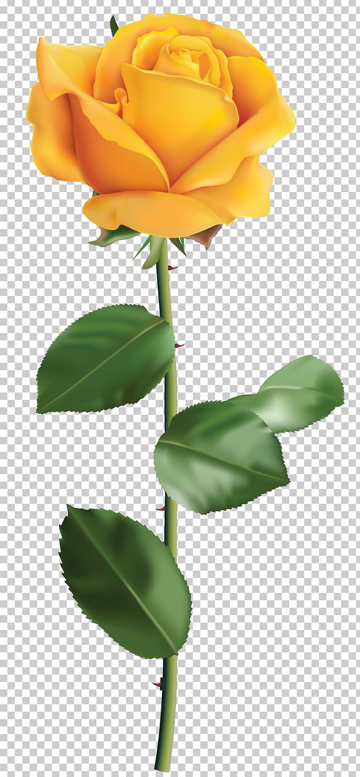 Yellow Rose PNG, Clipart, Bud, Cdr, Clipart, Clip Art, Color Free PNG Download