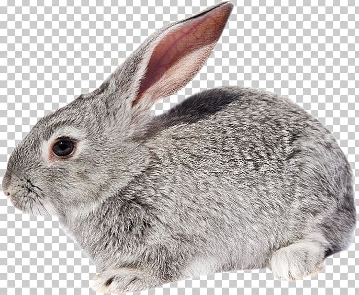 Domestic Rabbit European Rabbit Hare Fur PNG, Clipart, Animals, Domestic Animal, Domestic Rabbit, Dwarf Rabbit, European Rabbit Free PNG Download