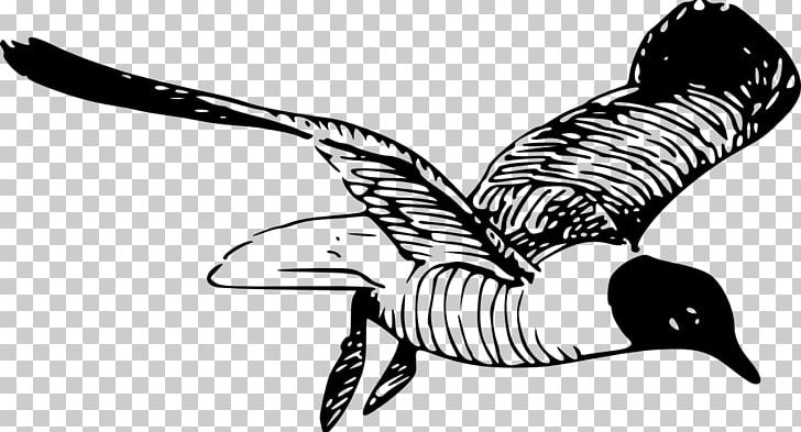 Gulls Drawing PNG, Clipart, Animal Figure, Art, Artwork, Beak, Bird Free PNG Download