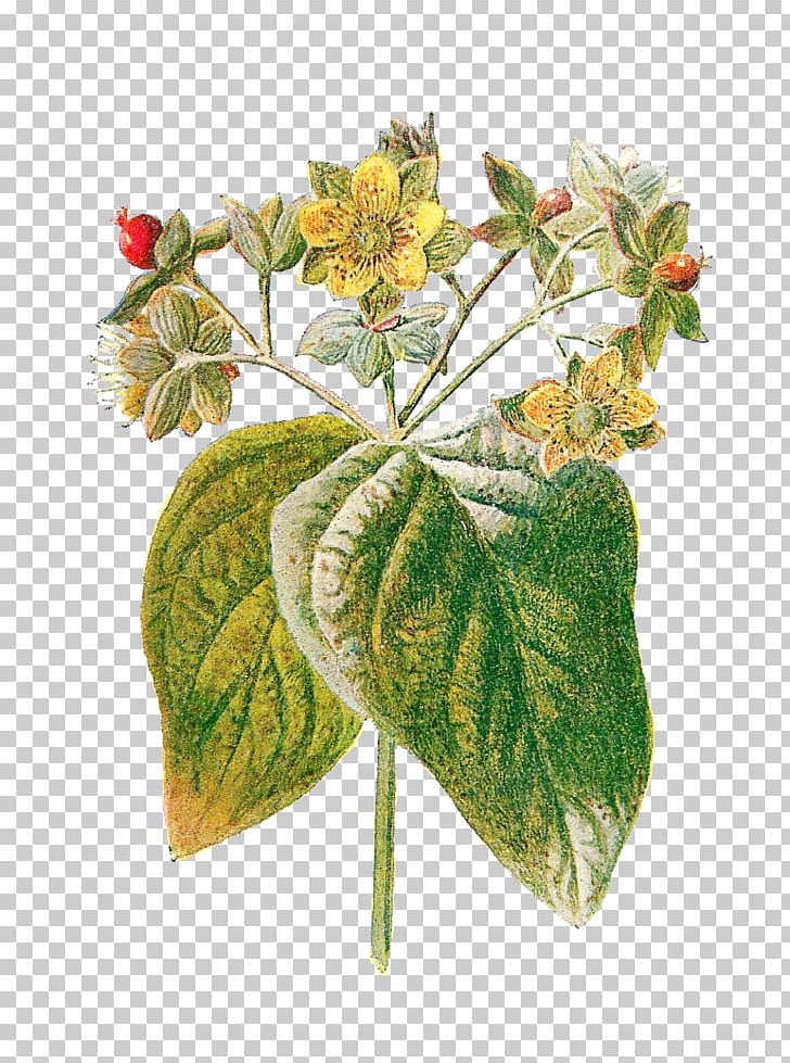 Perforate St John's-wort Hypericum Androsaemum Familiar Wild Flowers Plant PNG, Clipart, Amber, Botanical Illustration, Botany, Dracocephalum Moldavica, Drawing Free PNG Download