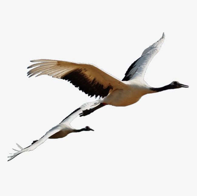 Red-crowned Crane PNG, Clipart, Crane, Crane Clipart, Crane Clipart, Creative, Red Crowned Free PNG Download