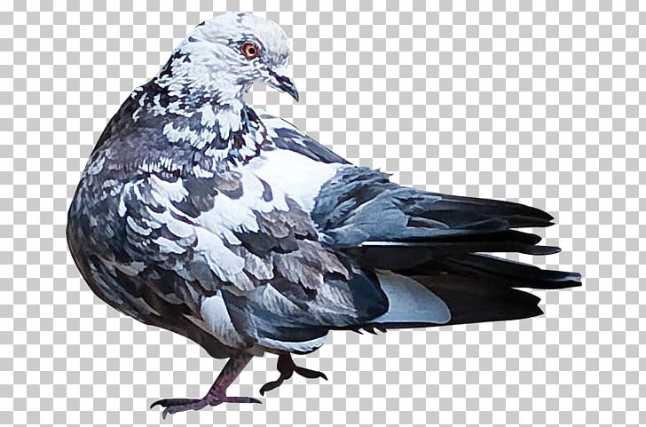 Stock Dove Pigeons And Doves Domestic Pigeon Bird Beak PNG, Clipart, Animal, Animals, Beak, Bird, Bird Nest Free PNG Download