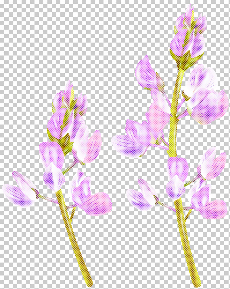 Lavender PNG, Clipart, Cut Flowers, Flower, Lavender, Lilac, Pedicel Free PNG Download