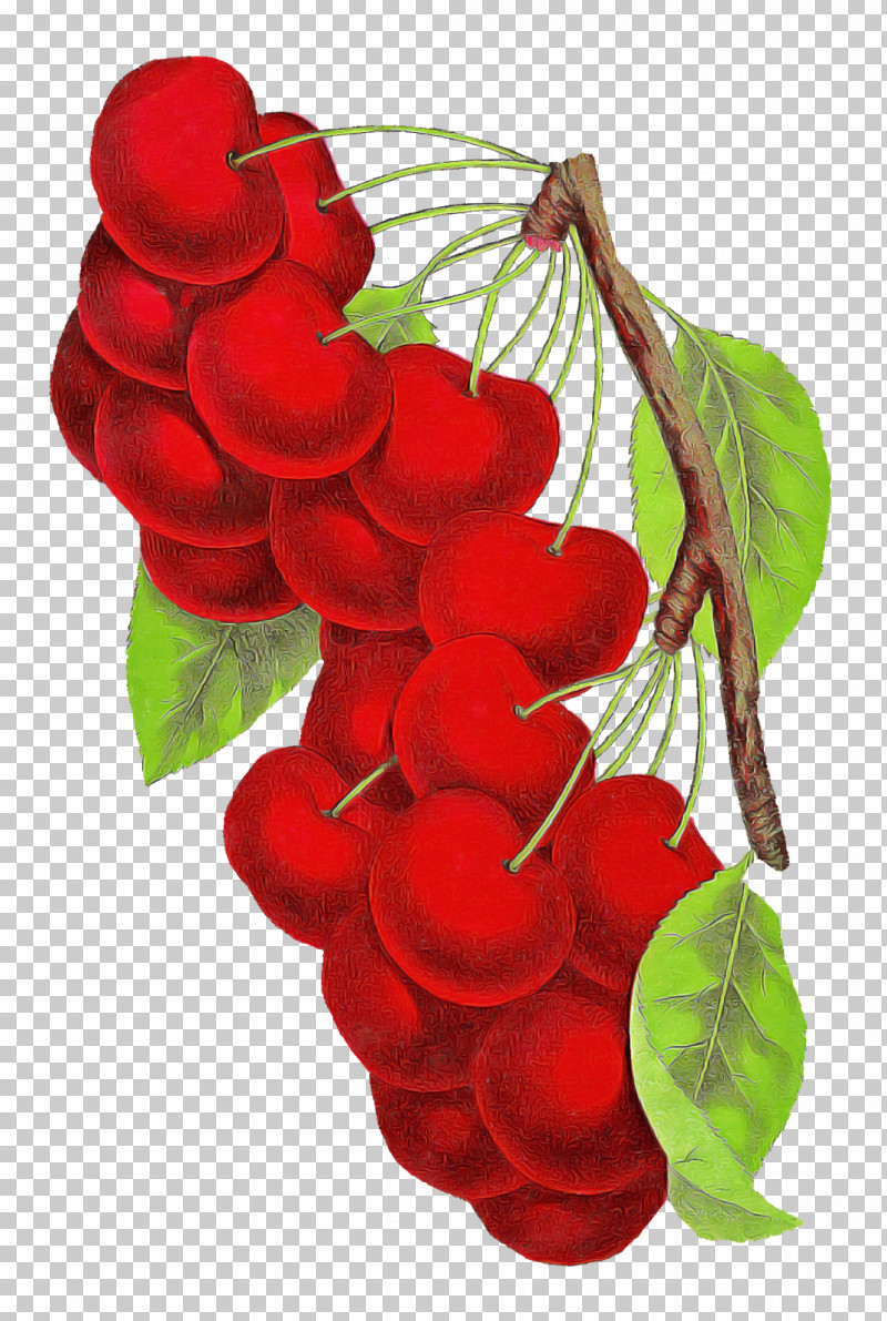 Flower Red Plant Leaf Petal PNG, Clipart, Anthurium, Flower, Geranium, Leaf, Petal Free PNG Download