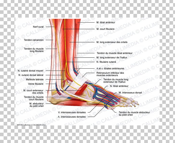 Foot Muscle Peroneus Longus Anatomy Nerve PNG, Clipart, Anatomy, Angle ...